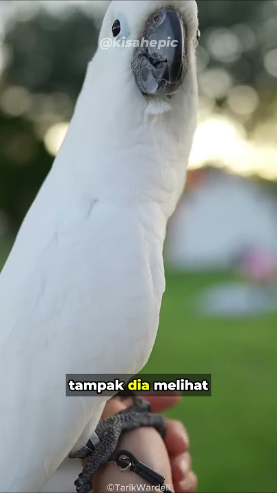 Merinding,, burung kakak tua ini , menirukan suara jeritan orang kesakitan di kuburan😱