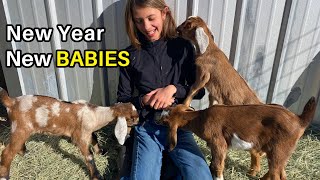 She had FOUR?!!  Belle had four Mini-Nubian BABY GOATS! (NOT a How To)