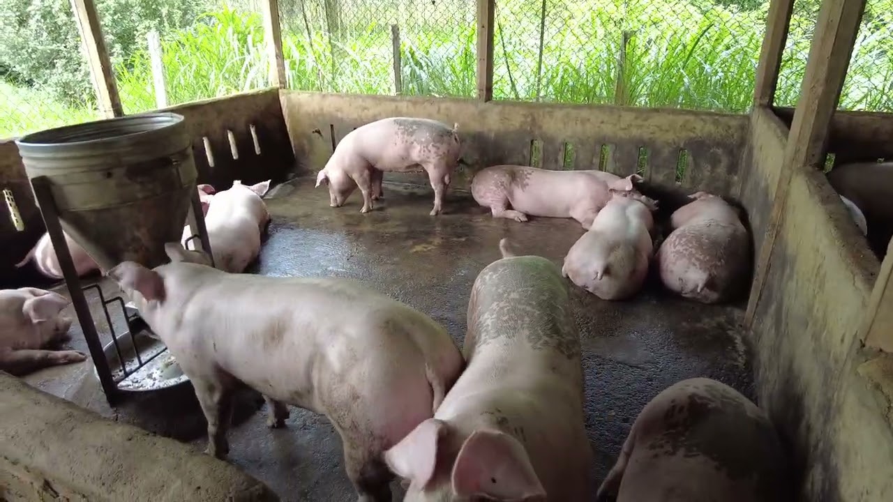 Những Khó Khăn Khi Khởi Nghiệp Nuôi Heo