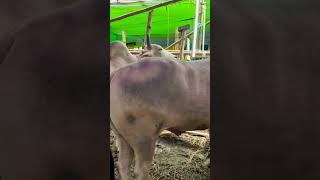 গরু guru cow goru amba hamba cow videos gorur video guru guru goro guru tiktok গরুর ভিডিও golu#viral
