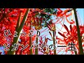 【庭の花】庭にヒガンバナが咲いた！　～red spider lily・Lycoris radiata～