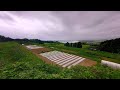 夏の灌水は命がけニンジンは水がないと発芽しない＆揃わない