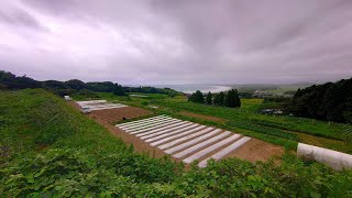 夏の灌水は命がけニンジンは水がないと発芽しない＆揃わない