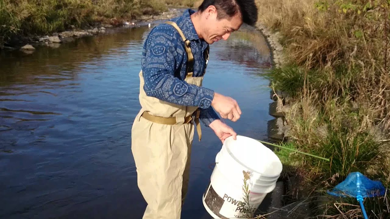 うなぎ釣り 番外編 穴釣り 天然うなぎの味わい