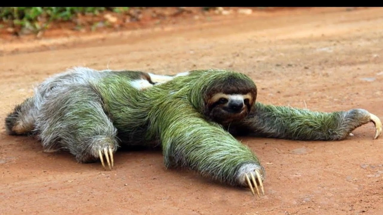 What Is The Slowest Animal In The World The Sloth Or The Snail YouTube What Is The Slowest Animal In The World The Sloth Or The Snail YouTube