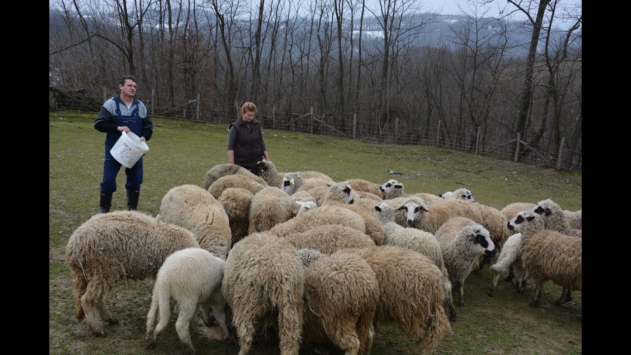 Stocari iz Sipulje -  Razgovori pokraj puta - Obicaji Radjevine - Dobrivoje i Dobrila Pantelic