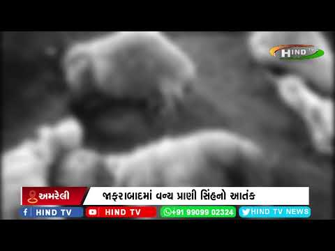 જાફરાબાદમાં વન્ય પ્રાણી સિંહનો આતંક