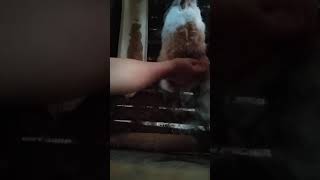 Rabbit Force Feeding Early In The Morning 5Am