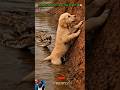 Hero Saves Puppy from Giant Snake! 😱#aianddogs #funny #Oyo #dogs #pets #animals #cute #dog #o #viral