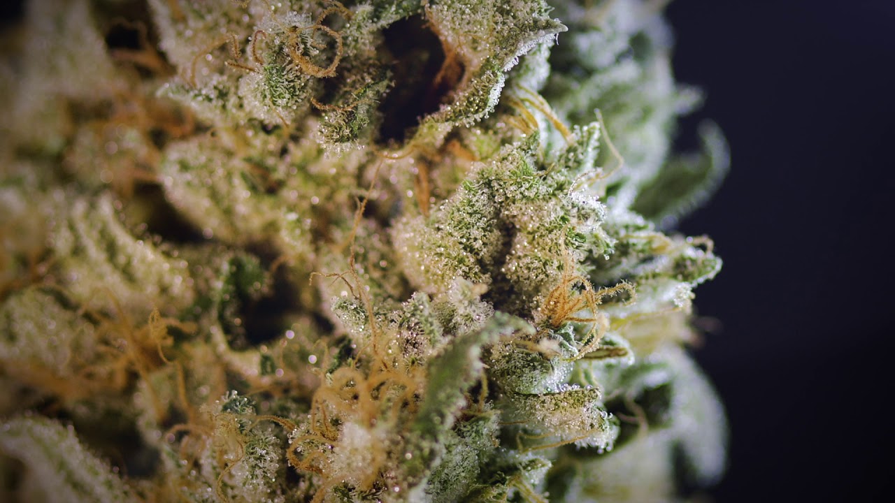 spinning zoom to marijuana bud close up special MCK7YFA