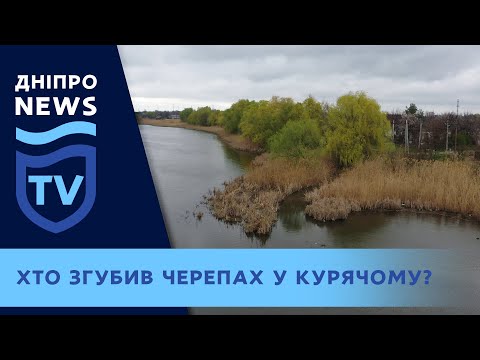 У Дніпрі в озері Куряче загадково загинули черепахи