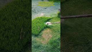 Maintenance and Grass Restoration Tutorial 🇺🇲