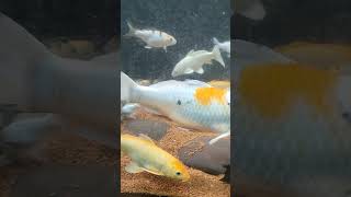 koi fish#surat#aquarium#gujarat
