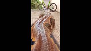 इतना बड़ा अजगर🧐 ||Indian python #viral #shorts #python #ajagar #india