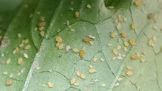 Aphids Colony On A Roselle 