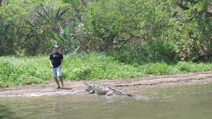 Crocodile in Costa Rica