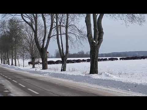 Wild bison. Poland