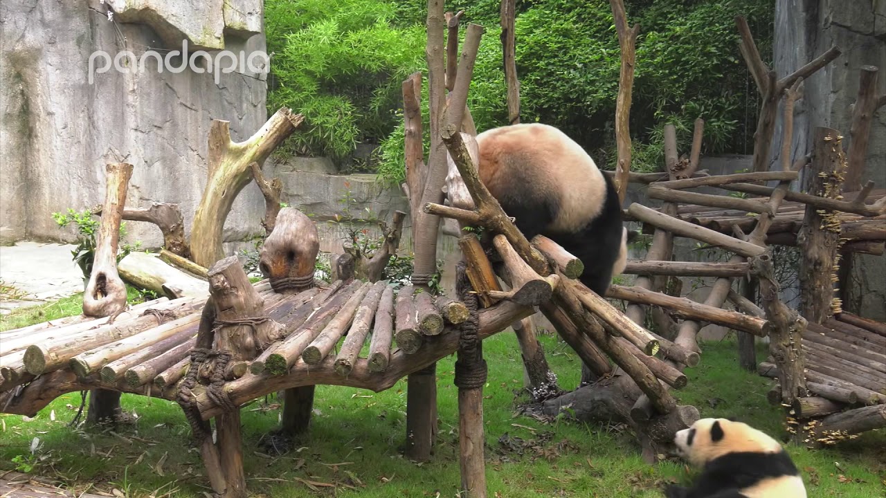 Mother and panda son fighting naturaleza definicion