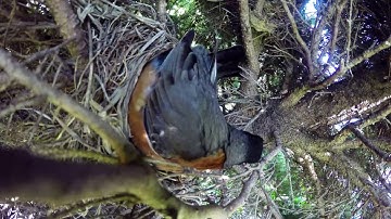 Incredible time lapse of birds nest.