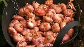 How to plant Gladioli in beds.wmv