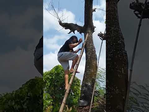 Video: Adakah burung hantu palsu akan menjauhkan burung elang daripada ayam?