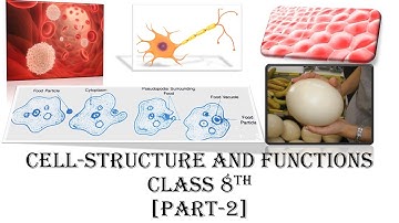 Cell - Structure And Functions [Part - 2] #Science #Class8 #Conceptual #Education #learning #Biology