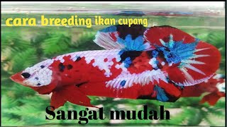 Cara termudah BREEDING/TERNAK ikan cupang sampai menetas