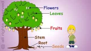 Uses of Plants- Learn About Plants