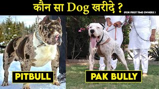 Pakistani Bully Vs Pitbull | Best For First Time  Owners | Pak Bully Vs Pitbull Fight In Punjab ||