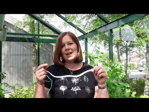 Video: Myter Om å Dyrke Tomatplanter Til Drivhus