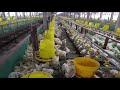 ayam tanpa pemanas di kandang rak 14 hari