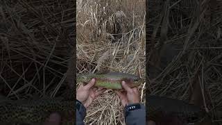 ТРОФЕЙНАЯ ДИКАЯ ФОРЕЛЬ #fish #балык #рыбалка#форель