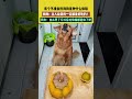 有个不挑食的狗狗是种什么体验,狗狗:主人给我的一定都是好吃的!网友:自从养了它以后垃圾桶都退休了吧。