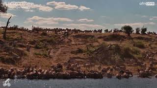 The Great Zebra Migration Is Underway