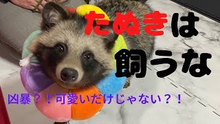 たぬきを飼いたい人は絶対見てください