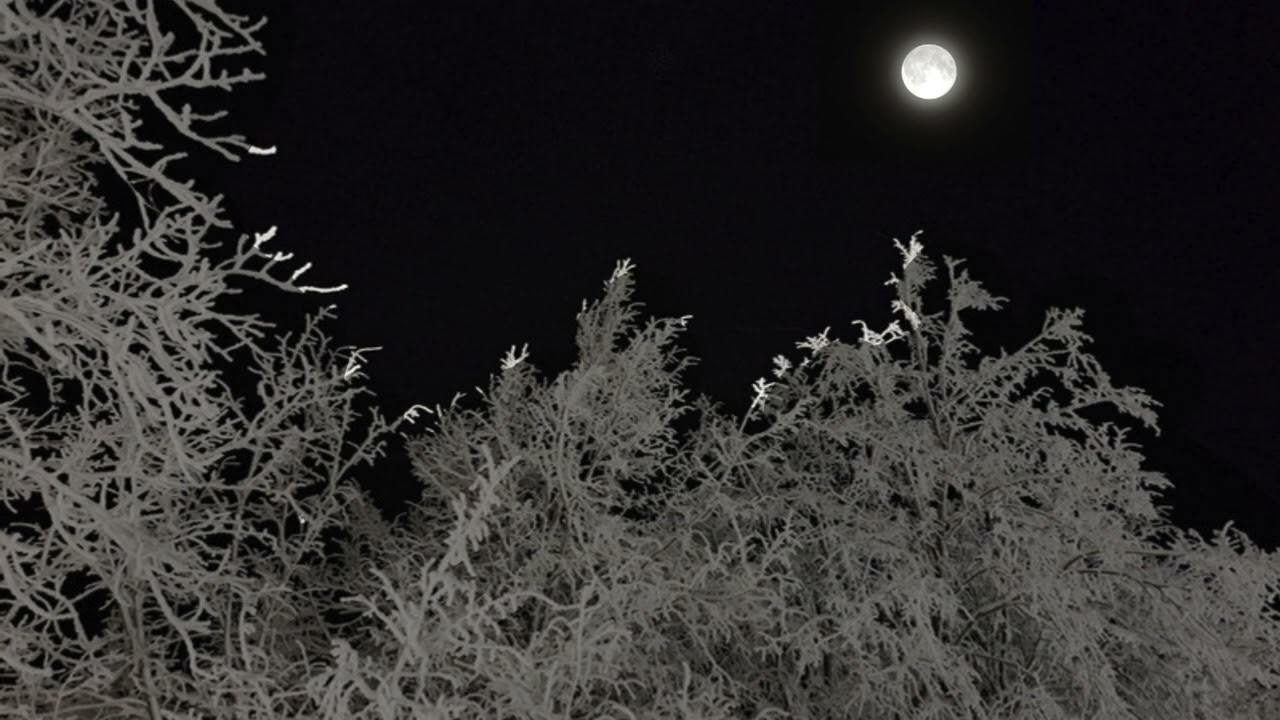звуки лесных животных/sounds of forest animals/ASMR