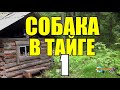 ХОЗЯИН ПРЕДАЛ СОБАКУ | ЖИЗНЬ В ТАЙГЕ  1 из 2