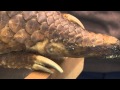 Pangolins