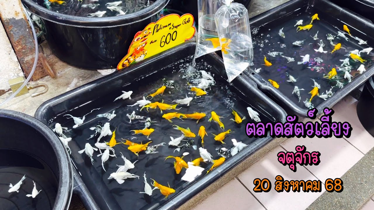Zing’s Day l ตะลุยสัตว์เลี้ยงจตุจักร 20 สิงหาคม 68 (Ep.318)