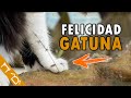 10 Señales Que Indican Que Tu Gato Es Muy Feliz Contigo