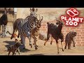 Planet Zoo: Battle Royale - All Animals! I Regret This...