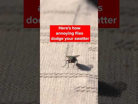 Video: Hrúsajú mravce so zlatým chvostom?