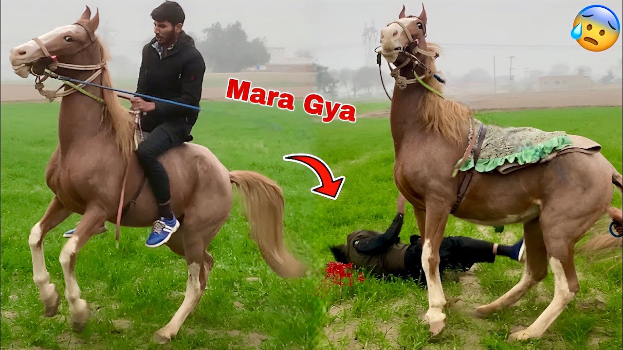 My first ride on my honeymoon horse