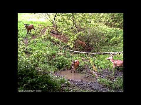 Cerbi la ”bălăceală” în Parcul Natural Grădiștea Muncelului - Cioclovina din cadrul Romsilva