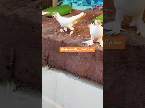 الحمام فن يمشي على الأرض كل ريشة قصة وكل حركة لوحة فنية  طيور اكسبلور اشتراك