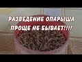 разведения опарыша - проще не бывает!