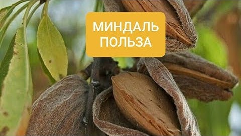 #миндаль#польза #витамины#орехи #цветочныймикс Миндаль.Польза.