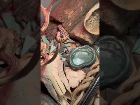 6 month ball python feeding