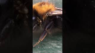 How a Bee Stinger Works #shorts