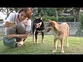 プール後の大興奮で全然相手にされない飼い主w
